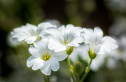 30th May 2015 - Little White Flowers...
