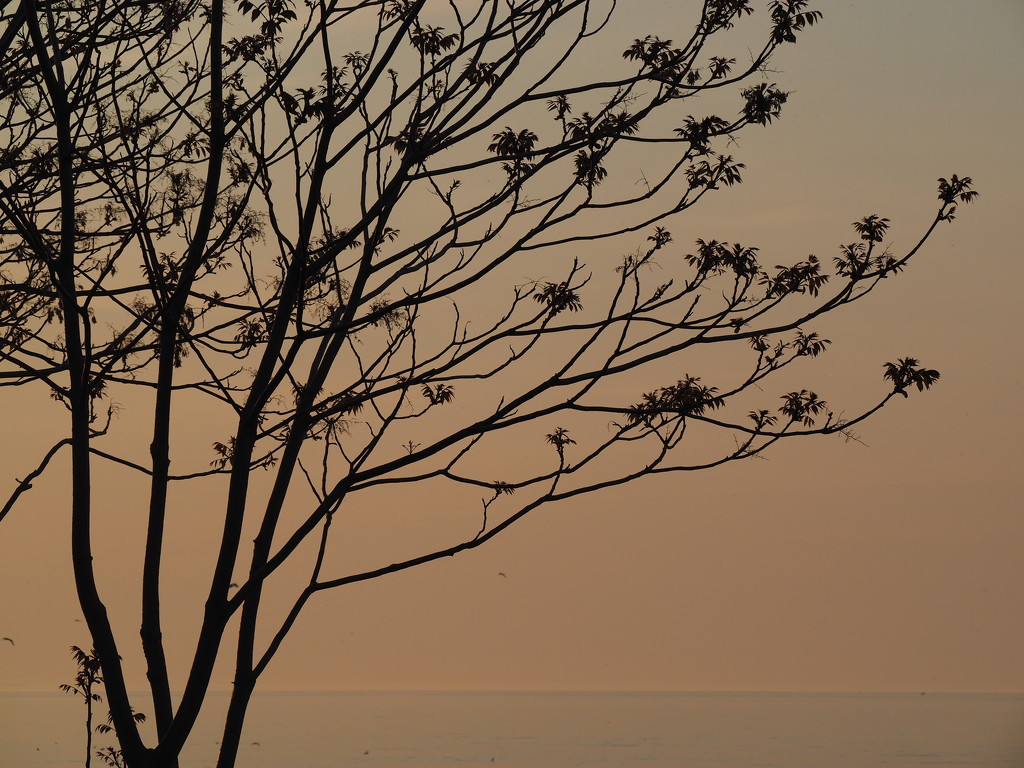 Morning Silhouette by selkie