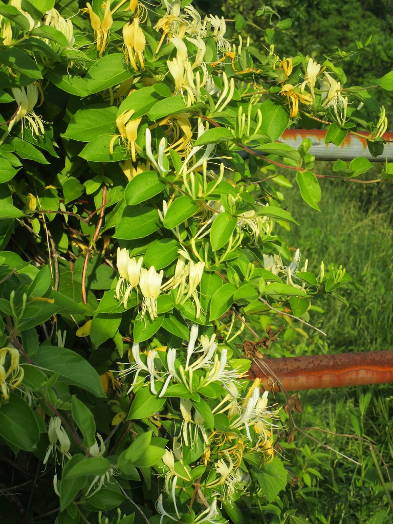 Smell the Honeysuckle by tunia