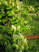 30th May 2015 - Smell the Honeysuckle