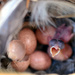 First Baby Wren by mhei