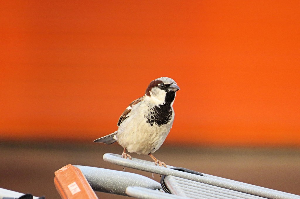 Home Depot bird. by maggie2