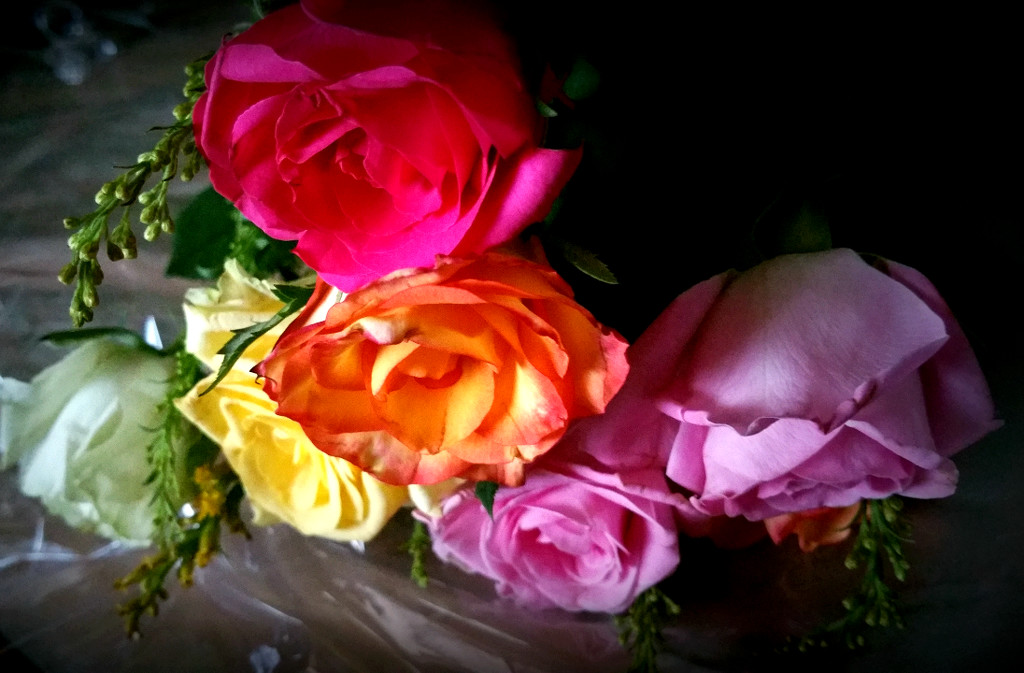 Birthday Roses... by amrita21