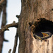 European Starling Fledglings by dsp2