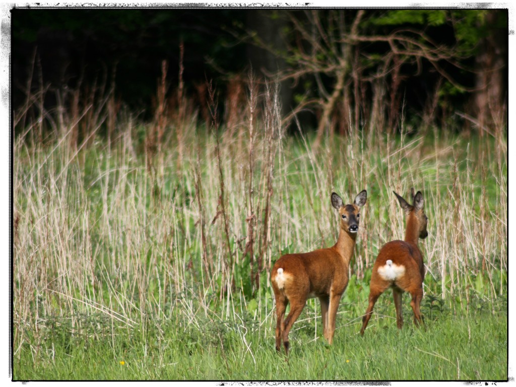 Roe Deer by jamibann