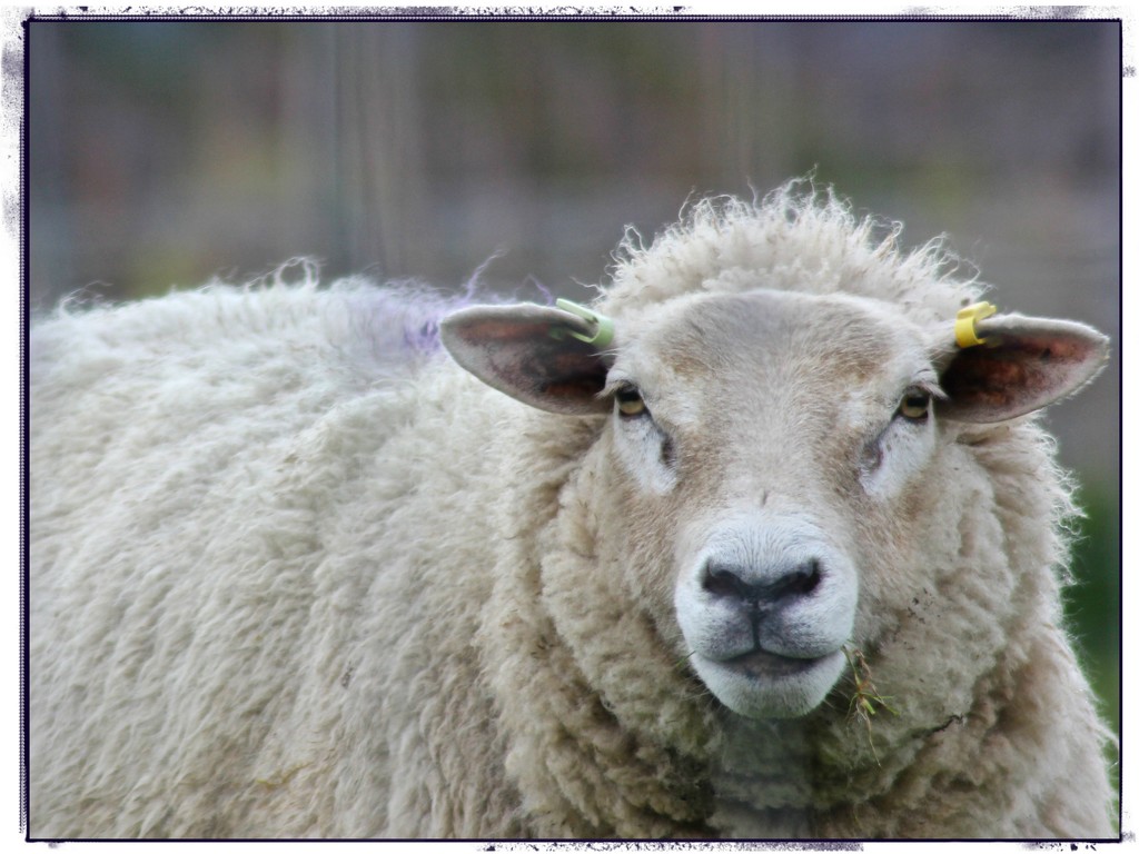 Highland Sheep by jamibann