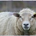 Highland Sheep by jamibann
