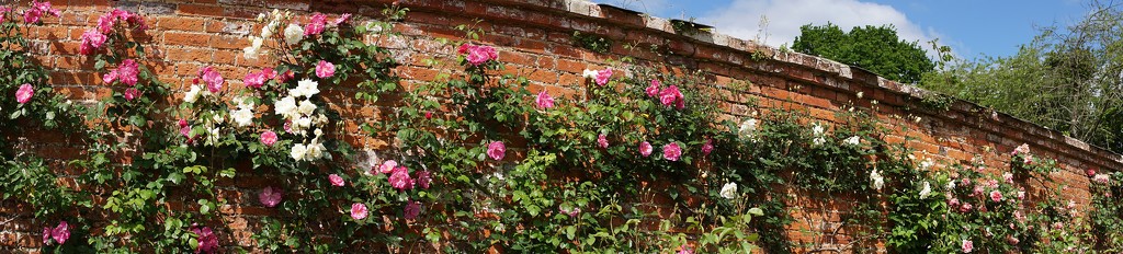 a panorama of roses by quietpurplehaze