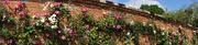31st May 2015 - a panorama of roses