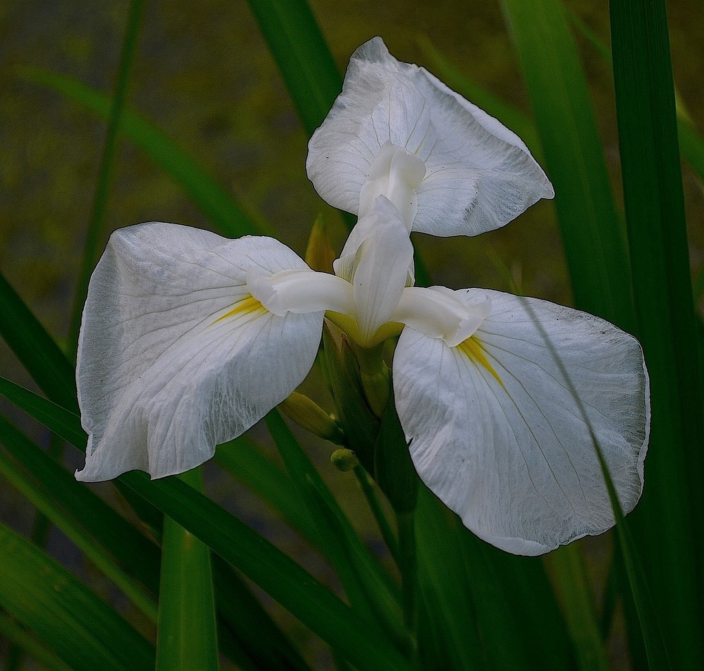 Iris, Audubon Swamp Garden, Charleston, SC by congaree