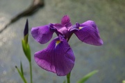 31st May 2015 - Iris, Audubon Swamp Garden, Charleston, SC