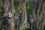 31st May 2015 - Anhinga and chicks, Audubon Swamp Garden, Charleston, SC