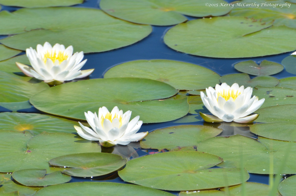 Water lilies by mccarth1
