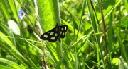 31st May 2015 - White spotted sable (anania funebris)