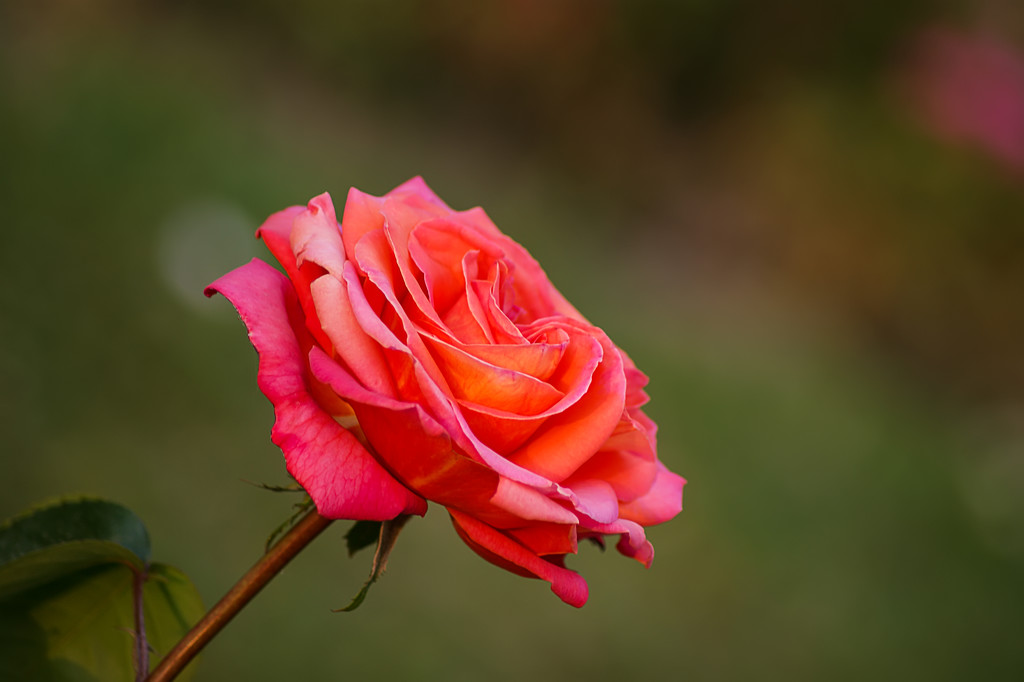 rose!  by harsha
