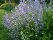 29th May 2015 - Catmint