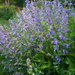 Catmint by boxplayer