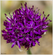 31st May 2015 - Purple Allium