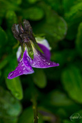 31st May 2015 - Droplets on Viola tricolor