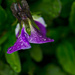 Droplets on Viola tricolor by elisasaeter