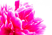 28th May 2015 - Peony in bloom, high key