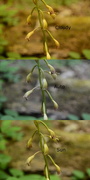 30th May 2015 - orchids in the woods - white balance