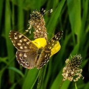31st May 2015 - Speckled wood butterfly 