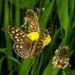 Speckled wood butterfly  by barrowlane