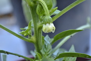 29th May 2015 - Pepper Flower