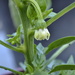 Pepper Flower by stephomy