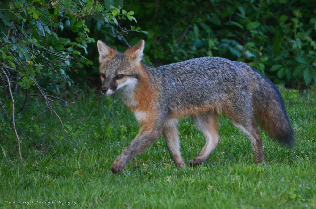 Fox sighting by mccarth1