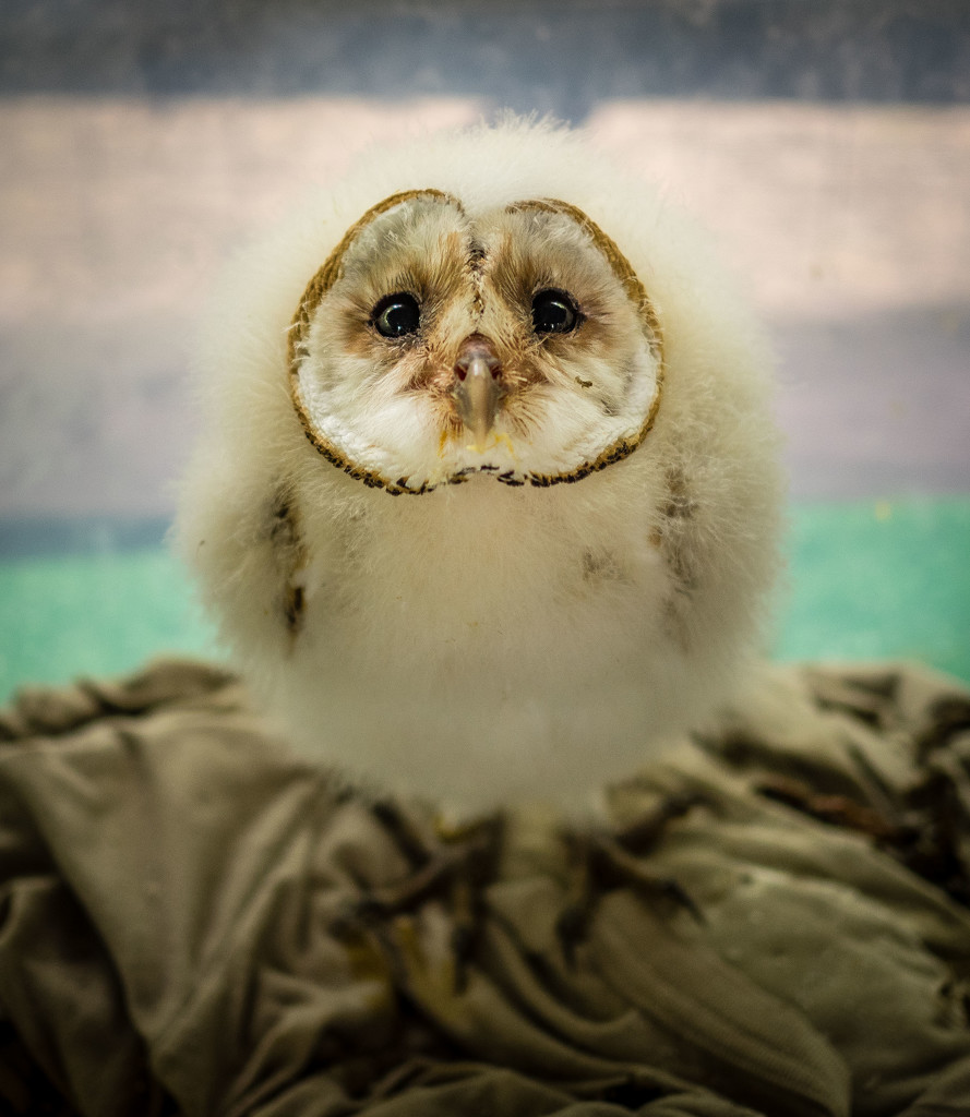 Baby Barn Owl by rosiekerr