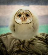 31st May 2015 - Baby Barn Owl