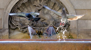 19th May 2015 - Fountain with Distractions