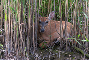 29th May 2015 - Deer in the reeds_1670Rsz