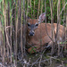 Deer in the reeds_1670Rsz by rontu