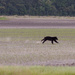 BlCK BEAR SCURRY IMG_1677 by rontu