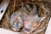 31st May 2015 - One Week Old Robins