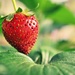 I'm Growing Strawberries! by mhei