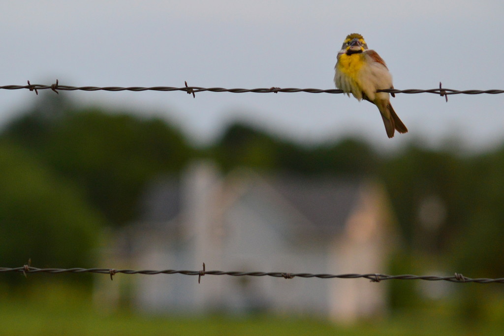 Mr. Dick Cissel Over My House by kareenking