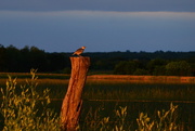 31st May 2015 - Kansas Meadowlark at Golden Hour