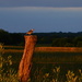 Kansas Meadowlark at Golden Hour by kareenking