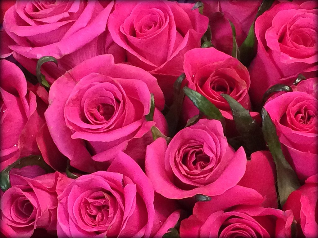 Pink roses! by homeschoolmom