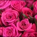 Pink roses! by homeschoolmom