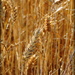 Wheat heads! by homeschoolmom
