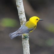 1st Jun 2015 -  Prothonotary Warbler, Four Holes Swamp and Beidler Forest, Dorchester County, SC