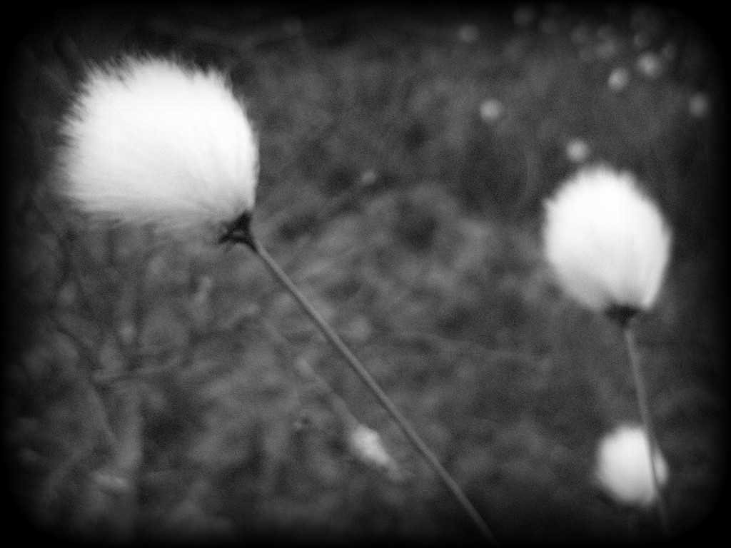 Cotton grass and wind by steveandkerry