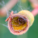 SNEAKY spider hiding in my Gum Nut! by gigiflower