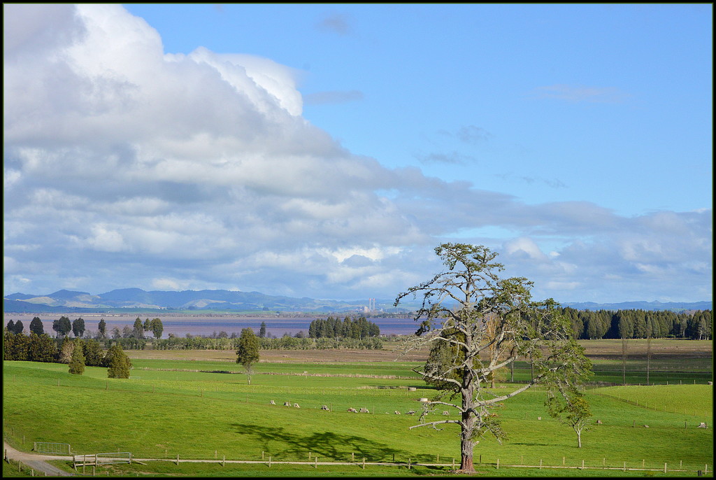 Looking across to Lake Waikare by nickspicsnz