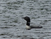 28th May 2015 - The Loon Whisperer